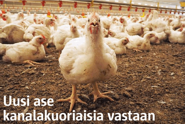SUOMEN SIIPIKARJA